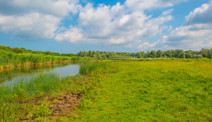 Reed along the edge of a lake in bright sunlight in spring, Almere, Flevoland, The Netherlands, June, 2023
no people, outd
