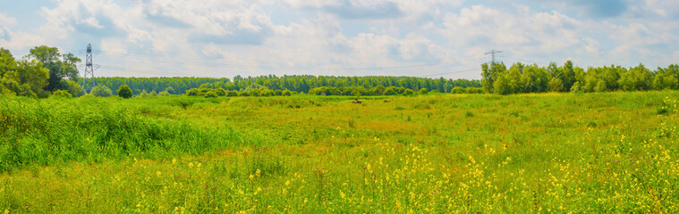 Reed along the edge of a lake in bright sunlight in spring, Almere, Flevoland, The Netherlands, June, 2023
no people, outd