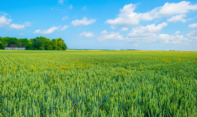 Cereal plant growing in an agricultural field in the countryside in bright sunlight under a blue sky in summer, Almere, Flevoland,the Netherlands, June, 2023