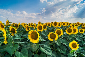Sunflower field against cloudy sky with sun rays in background. Agriculture concept landscape photo.