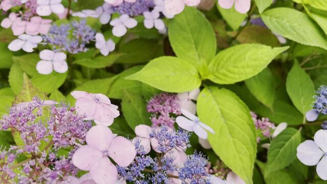 Beautiful bloom flowers of Hortensia Hydrangea macrophylla in city street bush of blooming blue violet hydrangeas in spring. Town decor