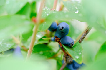 Honeysuckle branch with blue ripe berries.