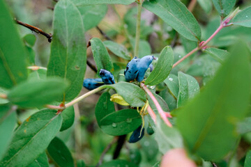 Honeysuckle branch with blue ripe berries.