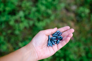 Hand picks blue berries. Honeysuckle branch with blue ripe berries.