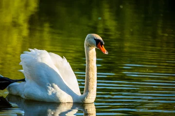 Foto op Plexiglas swimming swan © Wood Chuck