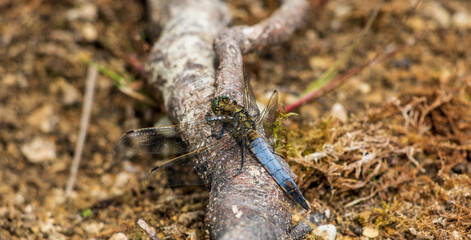 Fototapeta na wymiar dragonfly closeup