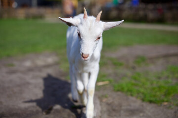 Goats at the farm near Amsterdam, The Netherlands. Farm livestock farming for the industrial production of goat milk dairy products. 