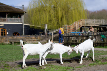 Obraz premium Goats at the farm near Amsterdam, The Netherlands. Farm livestock farming for the industrial production of goat milk dairy products. 