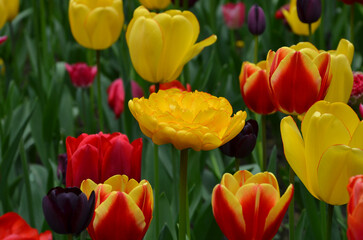 Fototapeta premium Beautiful colorful flowerbed with mix red, yellow and dark purple blooming tulips. Selected focus on tulip' Yellow Pomponette'. Planting, gardening concept. Free copy space .