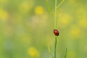 A sole ladybug beetle on a spring, blurred background