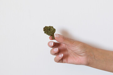 Fototapeta na wymiar woman's hand holding a cannabis bud. marijuna concept.