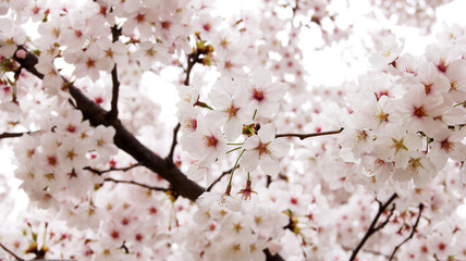 cherry blossoms are in full bloom. Cherry flowers in small clusters on a cherry tree branch, fading into white. Sakura