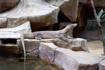 Komodo Dragon, the largest lizard in the world