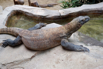 Komodo Dragon, the largest lizard in the world