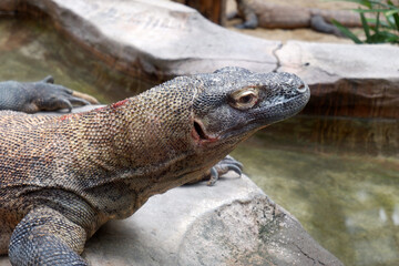 Komodo Dragon, the largest lizard in the world