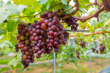 Red grapes in an organic vineyard