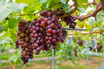Red grapes in an organic vineyard