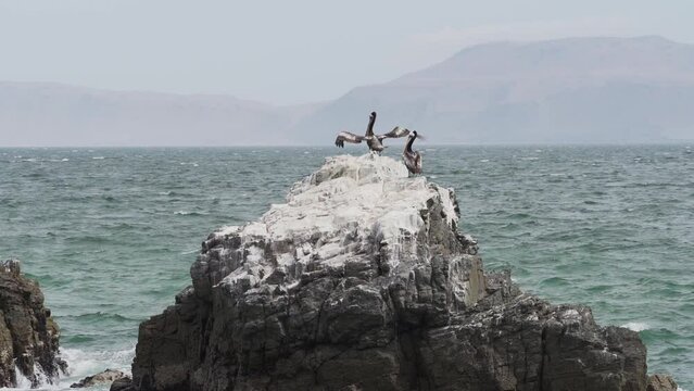 Brown pelican sitting on a rock, Paracas national reserve.