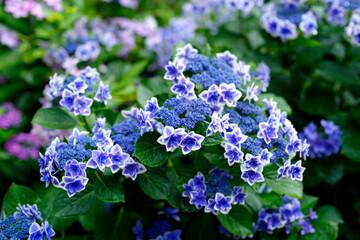 紫陽花