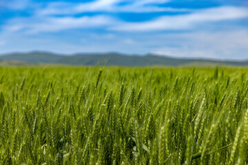 Field of the green oat