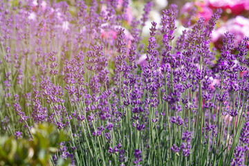Purple lavender flowers close up. lavender bush in summer light