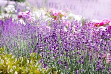 Obraz premium Purple lavender flowers close up. lavender bush in summer light