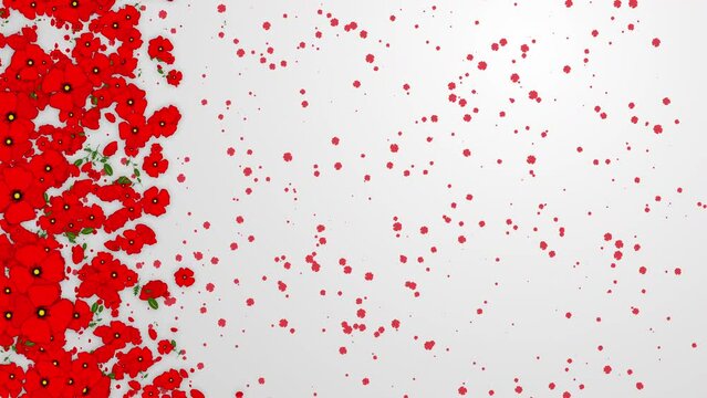 Red poppy flowers on white background. Rotating floral elements. Looped summer holiday animation. Screen saver with empty copy text space