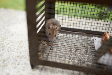 mus musculus, mouse in a life trap behind the grid