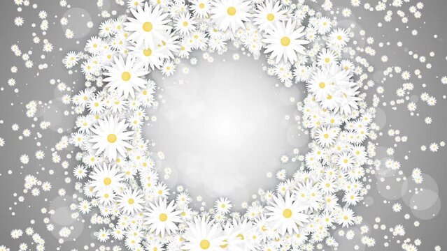 Round wreath of white daisies on gray animated background. Small flying daisies flowers with abstract particles. Looped holiday animation.
