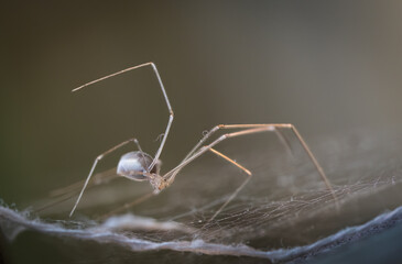 Close-up image of a daddy long legs spider (Pholcus phalangioides) on spider webs.