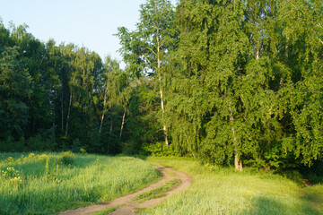 Dirt road leading into the forest, illuminated by the morning sun.