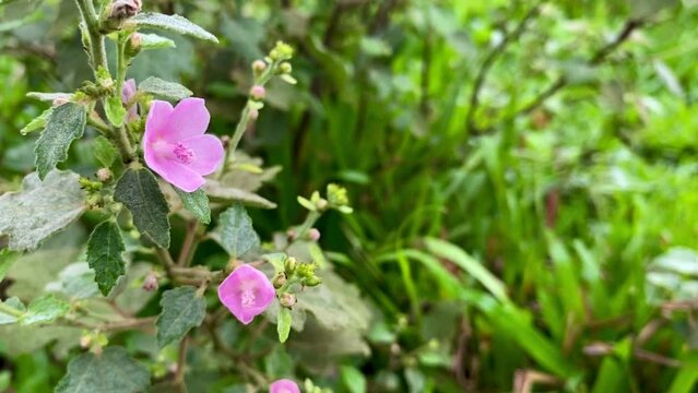 wild flower urena lobata, a beautiful flower that blooms in the middle of the bush. Pink Flower of Caesarweed or Congo jute