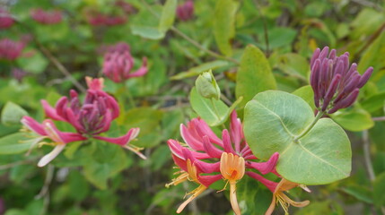 Close up Honeysuckle flowers with impressive bicolor blooms of pink and white. Lonicera periclymenum flowers, common names honeysuckle, common honeysuckle, European honeysuckle or woodbine in bloom.