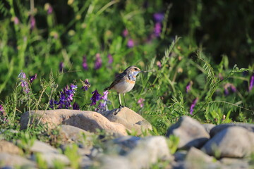 Bluethroat robin (Luscinia svecica) male in Japan