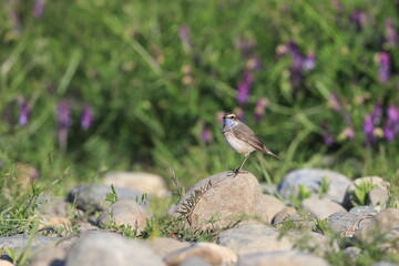 Bluethroat robin (Luscinia svecica) male in Japan