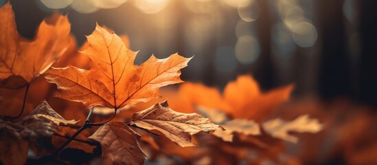 Naklejka na ściany i meble Beautiful autumn leaves on blurred background