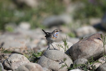 Bluethroat robin (Luscinia svecica) male in Japan