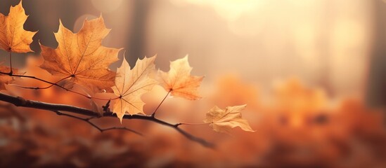Beautiful autumn leaves on blurred background