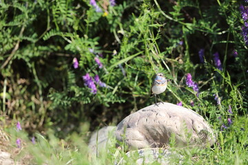 Obraz premium Bluethroat robin (Luscinia svecica) male in Japan