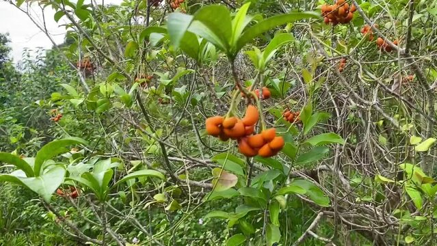 tabernaemontana fruit or eastern gondola with green leaf