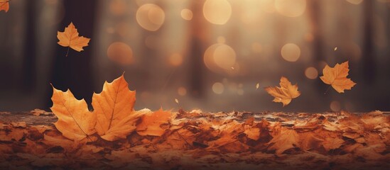 Beautiful autumn leaves on blurred background