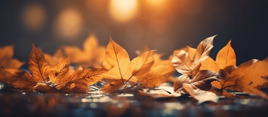 Beautiful autumn leaves on blurred background