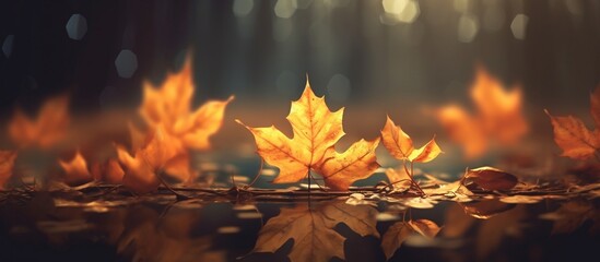 Beautiful autumn leaves on blurred background