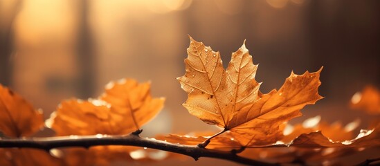 Beautiful autumn leaves on blurred background