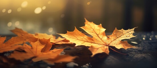 Naklejka na ściany i meble Beautiful autumn leaves on blurred background