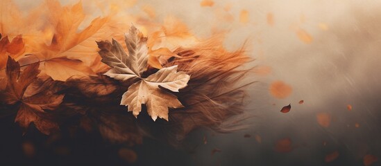 Beautiful autumn leaves on blurred background