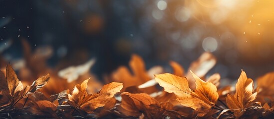 Beautiful autumn leaves on blurred background