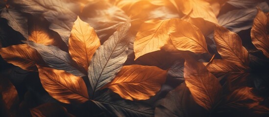 Beautiful autumn leaves on blurred background