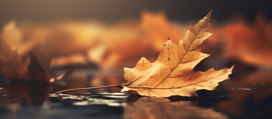 Beautiful autumn leaves on blurred background