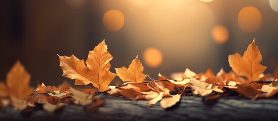 Beautiful autumn leaves on blurred background